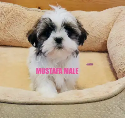 Shih tzu puppies, View more