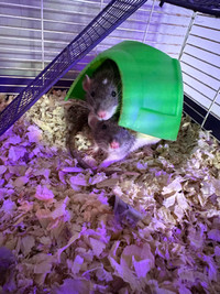 Pair of 6m old dumbo male rats with cage and all items