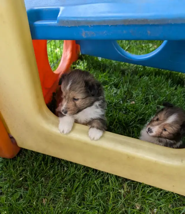 Sheltie puppies in Dogs & Puppies for Rehoming in Winnipeg - Image 6