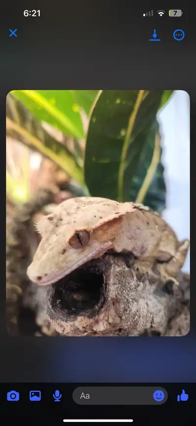crested gecko, View more