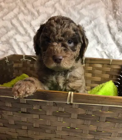 F1B Labradoodle Puppies - Hypoallergenic, Non-Shedding, View more
