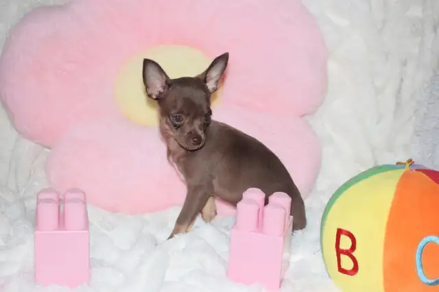 VENDU Chihuahua❤️Femelle❤️Protection100%Garantie.TopQualité★★★ in Dogs & Puppies for Rehoming in Laval / North Shore - Image 8