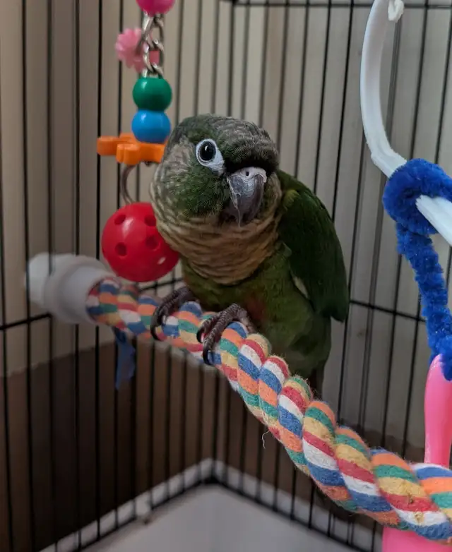 Beautiful Baby Conure | Birds for Rehoming | Kitchener / Waterloo ...