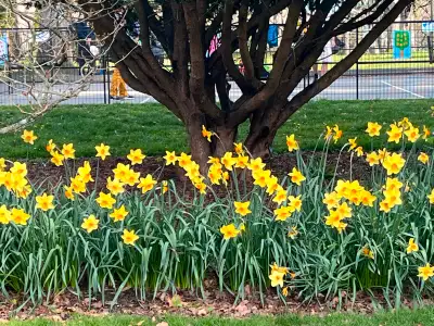Experience in clean up and other duties related to keeping your garden beautiful! I am a strength an...