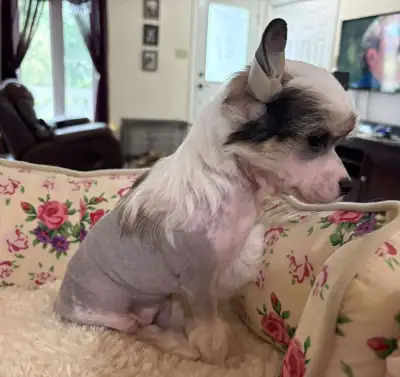 CHIENS CHINOIS A CRETE / CHINESE CRESTED PUPPIES, View more