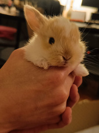 Urgent-Baby Bunny For Sale