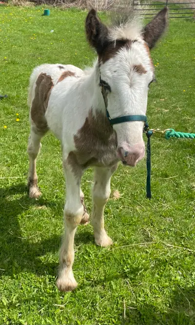 Born April 12th 2025 Sire O’Ryan by Gypsy Warlock out of VV Cleo Dam Perfection by The Pleasures Min...