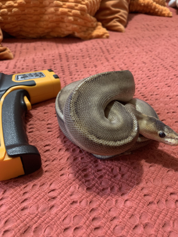 Ball python for rehome - PET ONLY in Reptiles & Amphibians for Rehoming in Victoria