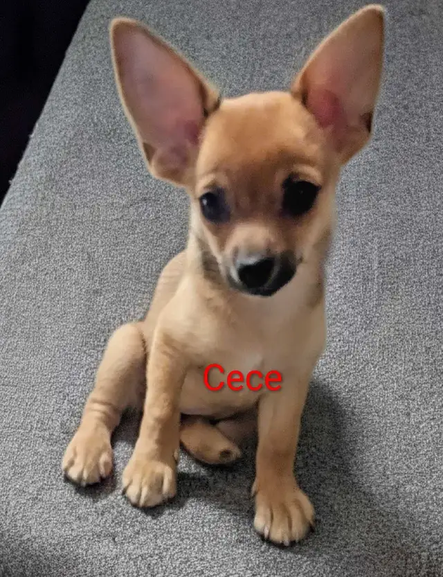 Sweet adorable Pomchi puppies in Dogs & Puppies for Rehoming in City of Toronto - Image 9