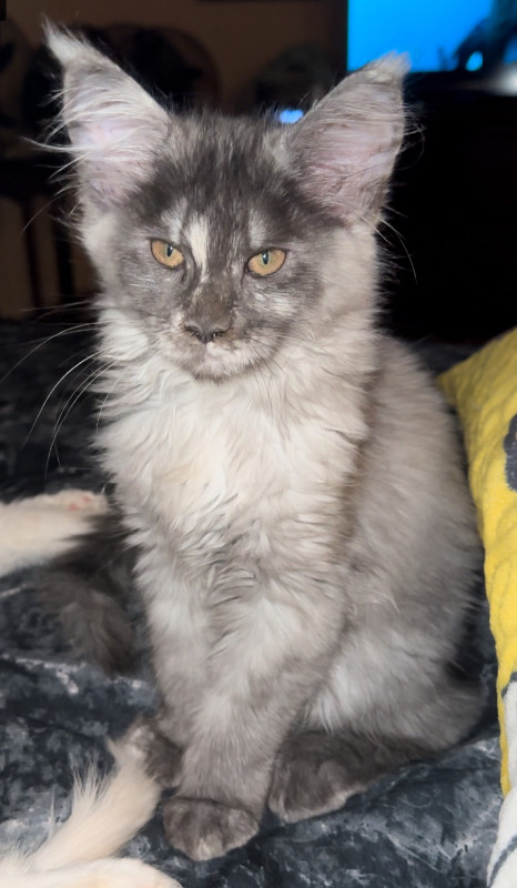 Black smoke female fixed Maine Coon in Cats & Kittens for Rehoming in Richmond