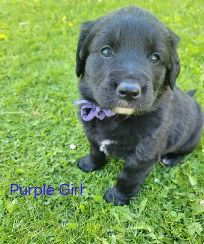 Golden Retriever Black Lab Puppies, View more