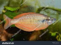 Looking for Parva Rainbowfish 