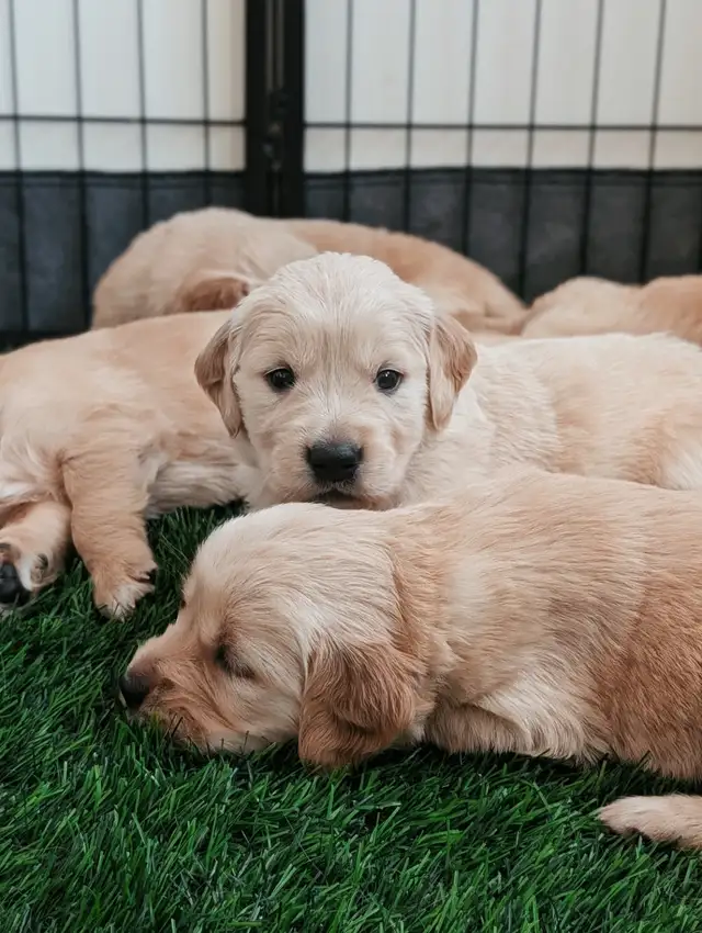 Golden Retriever Puppies! | Dogs & Puppies for Rehoming | Calgary ...