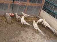 Pheasants for sale