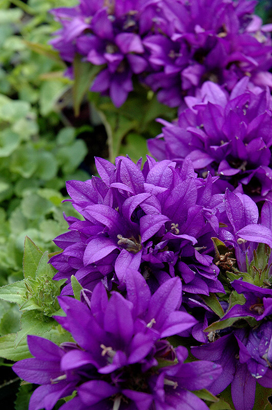 Purple campanula seeds (clustered bellflower), 10 grams seeds in Plants, Fertilizer & Soil in Regina