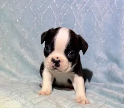 BEAUTIFUL FRENCHTON PUPS, View more