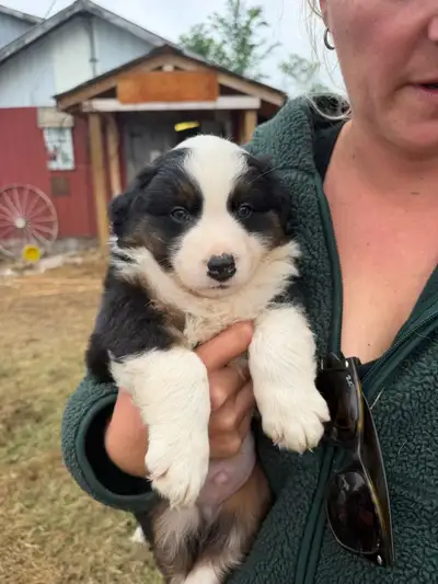Border Collie x Australian Shepherd Pups For Sale, View more