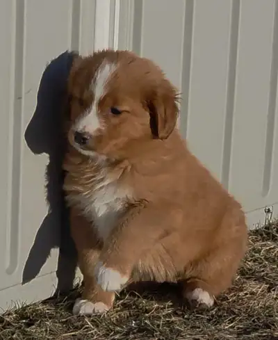 Nova Scotia Duck Toller Retriver, View more