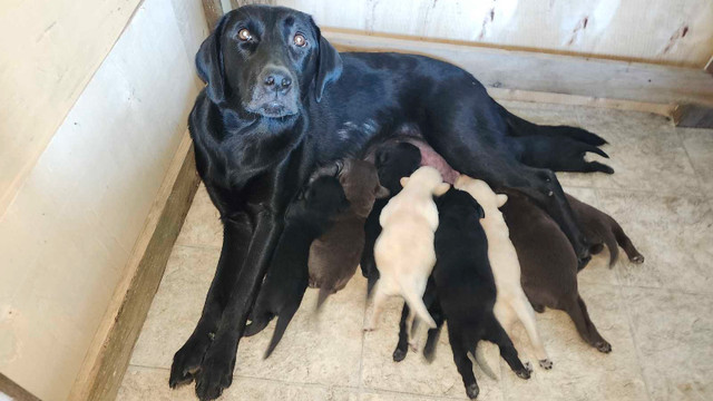 Labrador puppies for sale in Dogs & Puppies for Rehoming in Bedford