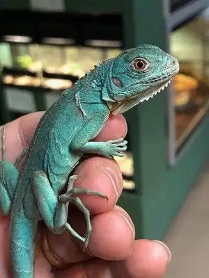Healthy and active baby blue iguana. Eating well. $600