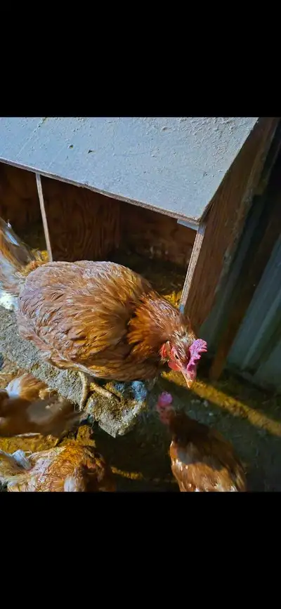 Laying Birds / Soup Chickens, View more
