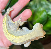 Rescue crested gecko