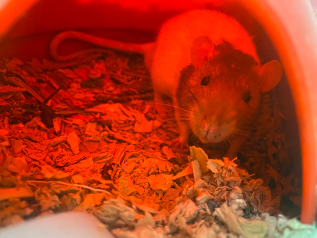 Pet Male Rats for Adoption in Small Animals for Rehoming in Abbotsford - Image 4