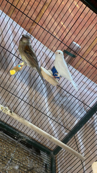 2 baby canaries