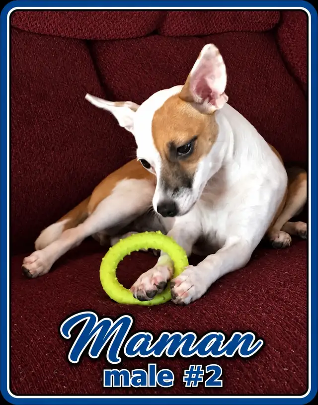 ♥️Chiots X Jack Russell x Chihuahua in Dogs & Puppies for Rehoming in Laurentides - Image 10