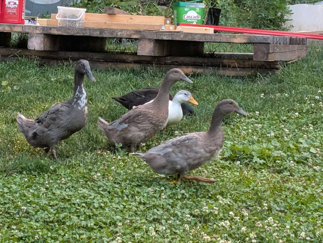 Male Ducks in Livestock in Kingston - Image 2