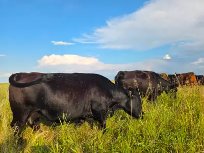 3 Young Lowline Cows with Lowline cross steer calves, View more