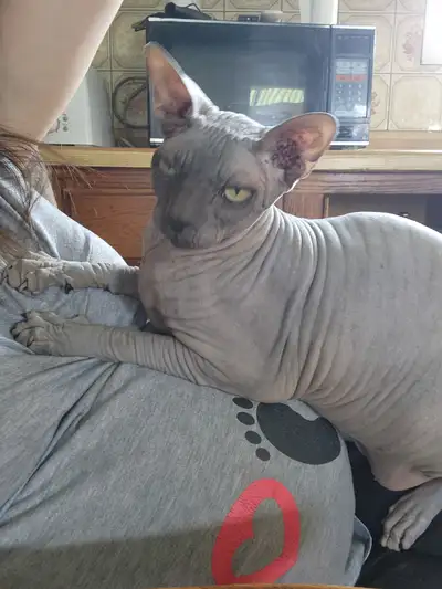 Chat Sphynx et Bengal, View more