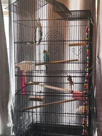 Male Parakeet + Cage, Toys, Feed, Treats, Bowls