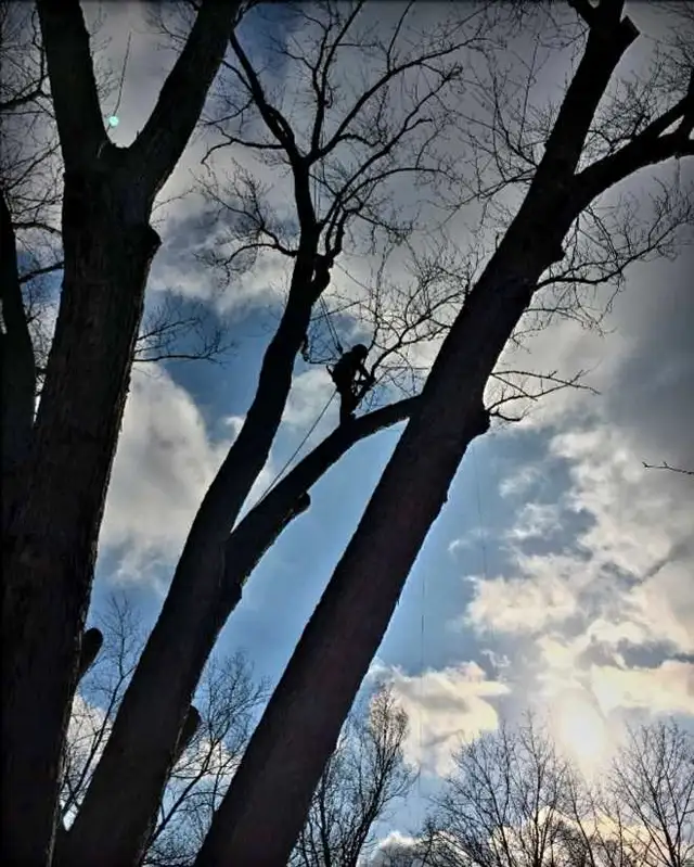 Expert Tree Removal & Pruning – Call/Text: 647-995-352063735895789569120