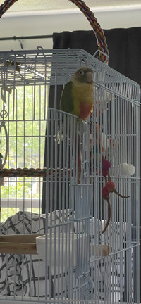 Conure Parrot Female with Cage