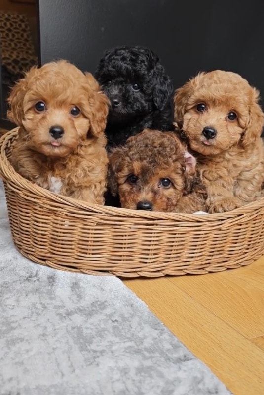 Tiny Toy Poodle Puppies Dogs & Puppies for Rehoming City of Toronto