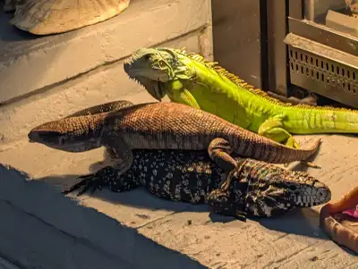 Reptiles for trade, View more