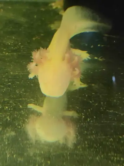 Axolotls forsale, View more