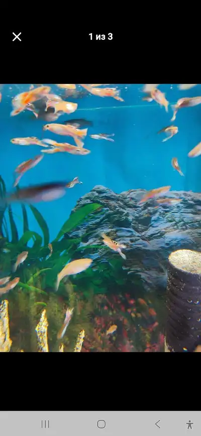 guppy fish, View more