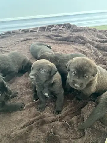 Ready to go April 25, 2 males 5 females, mother purebred German Shepard, father purebred Italian can...