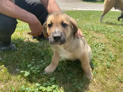 St. Bernard/Heinz 57 Puppies , View more
