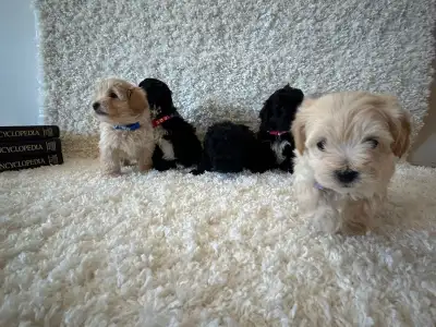 Beautiful YorkiePoo Puppies Ready for Adventure!, View more