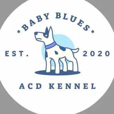 Blue Heeler puppies - ready Feb. 14th, View more