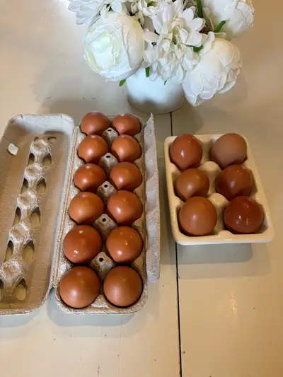 Oeufs de poules, View more