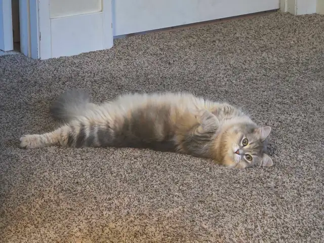 Looking for a boyfriend for our Siberian queen