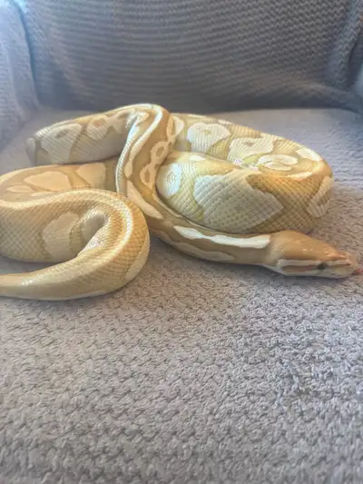 Ball Python, View more