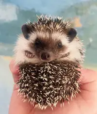 Adorable baby Pygmy Hedgehohs! Amazing pets!