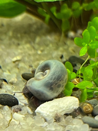 Blue & Blue Leopard Ramshorn snails