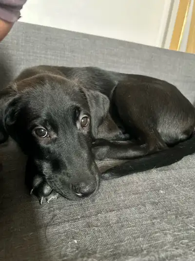 puppies for sale , View more