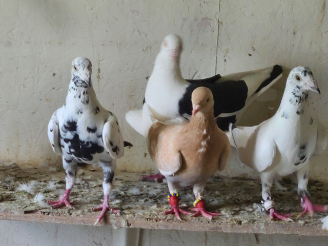 Mixed Pigeons For Sale in Birds for Rehoming in Windsor Region - Image 2